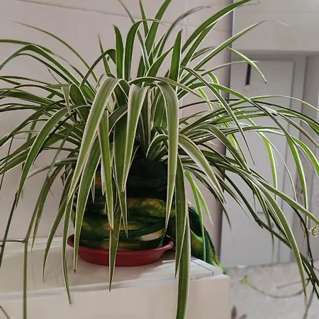 Donna Concetta Arthouse Appartamento Napoli